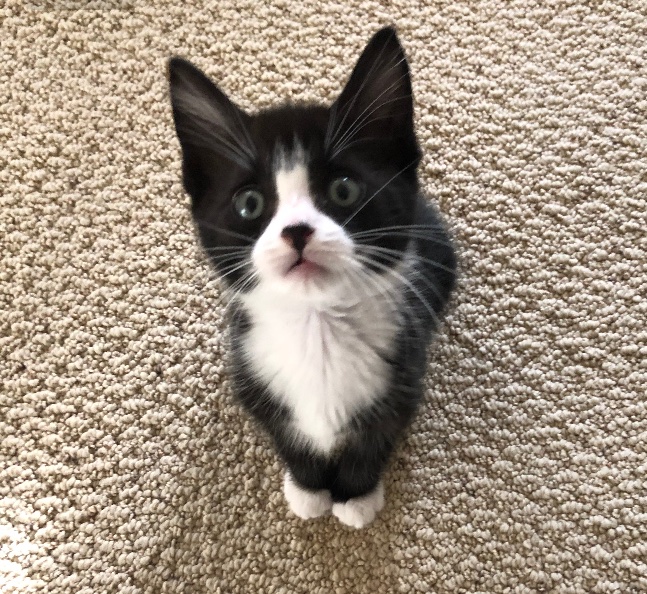 lowercaseNEWT's tweet photo. Monday mood 😧 #kittens #kittensoftwitter #CatsOfTwitter #cat #cute #CatsOnTwitter #MondayMotivation https://t.co/y2PdzrmCYK