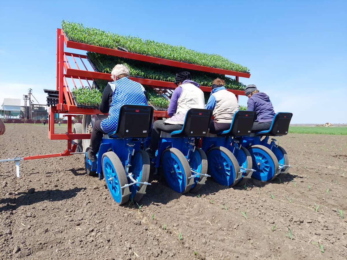 Agrarada's tweet photo. Planting sweet corn in Ukraine. Nivatop and Vaia in Poland https://t.co/hMq04PHmmz