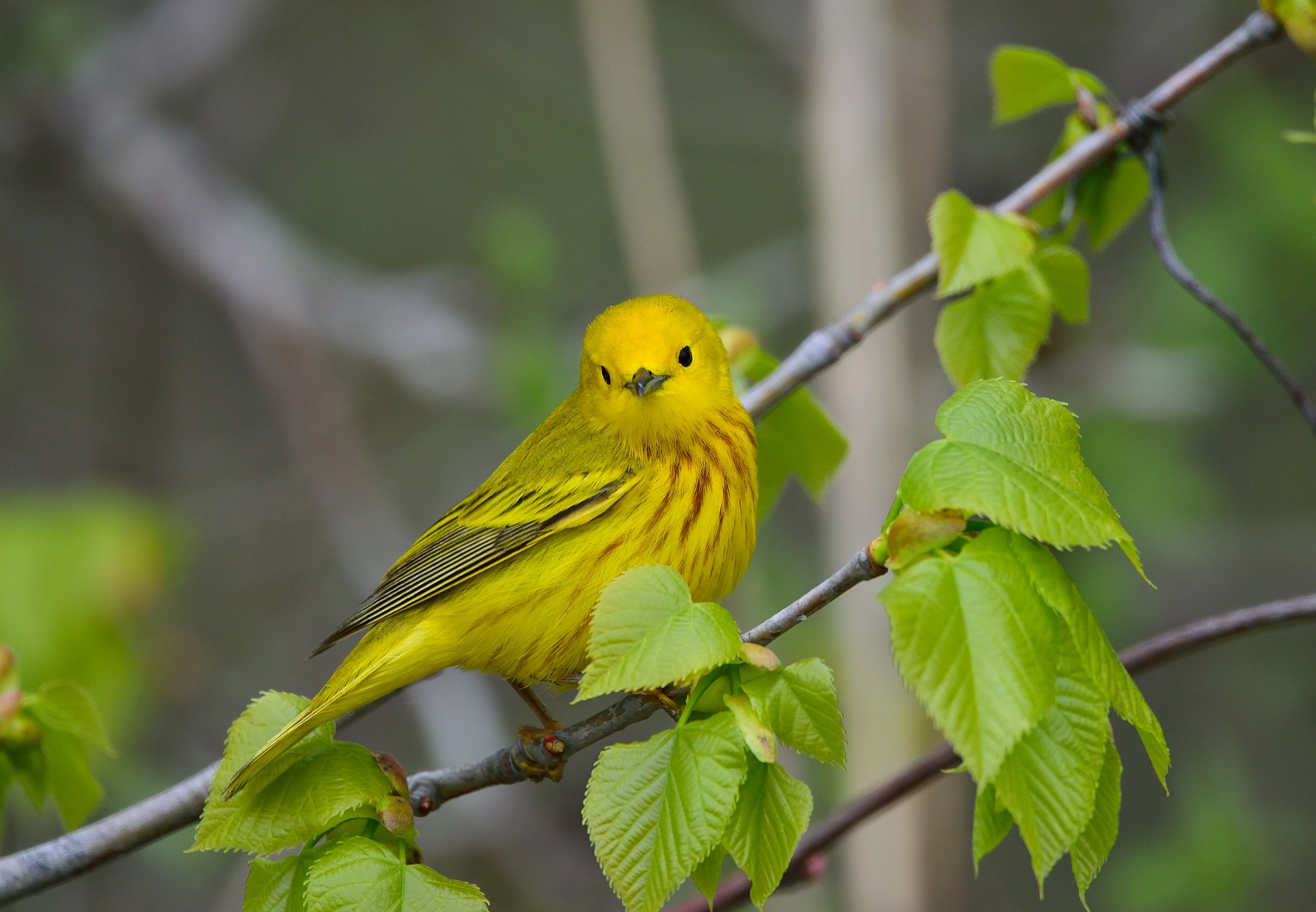 USFWS Refuge System on Twitter "“The Biggest Week in American Birding” festival continues at