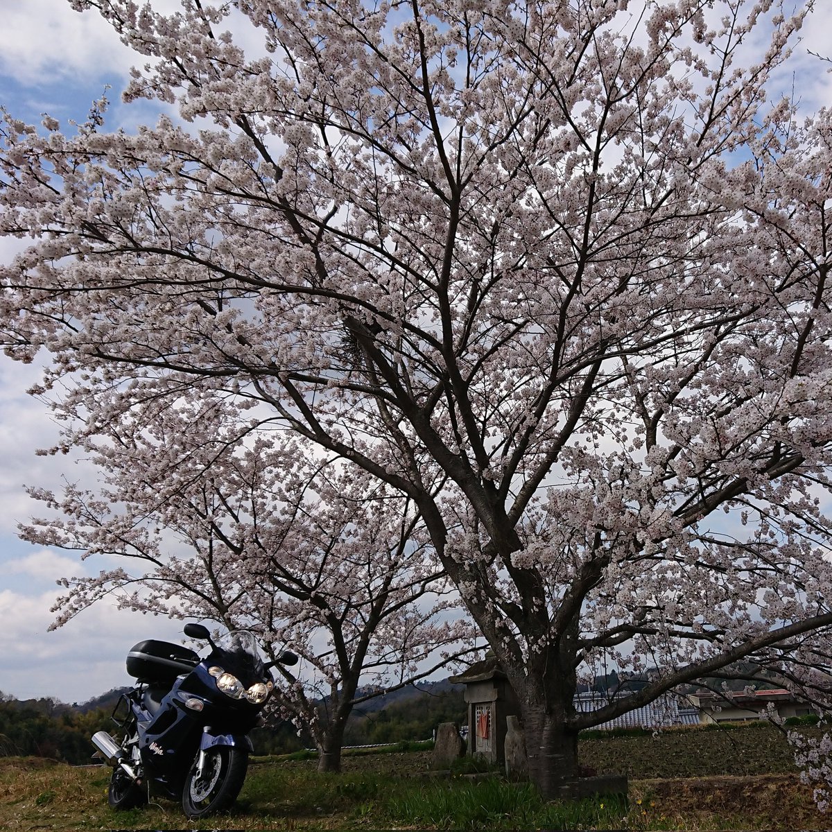 camp_bear8's tweet photo. ライダー版自己紹介

名：シロクマライダー/焼肉ライダー
年：たぶん年上
性：男
住：兵庫南部
車：ZZR1200とGN125_2F
言：ロングでも通勤でも無事な帰宅

#バイク乗りとして軽く自己紹介 
#バイク乗りと繋がりたい 
#バイク好きと繋がりたい
#ZZR1200 #GN125 #GN125_2F 
#ライダーあるある https://t.co/t4BivawIBO
