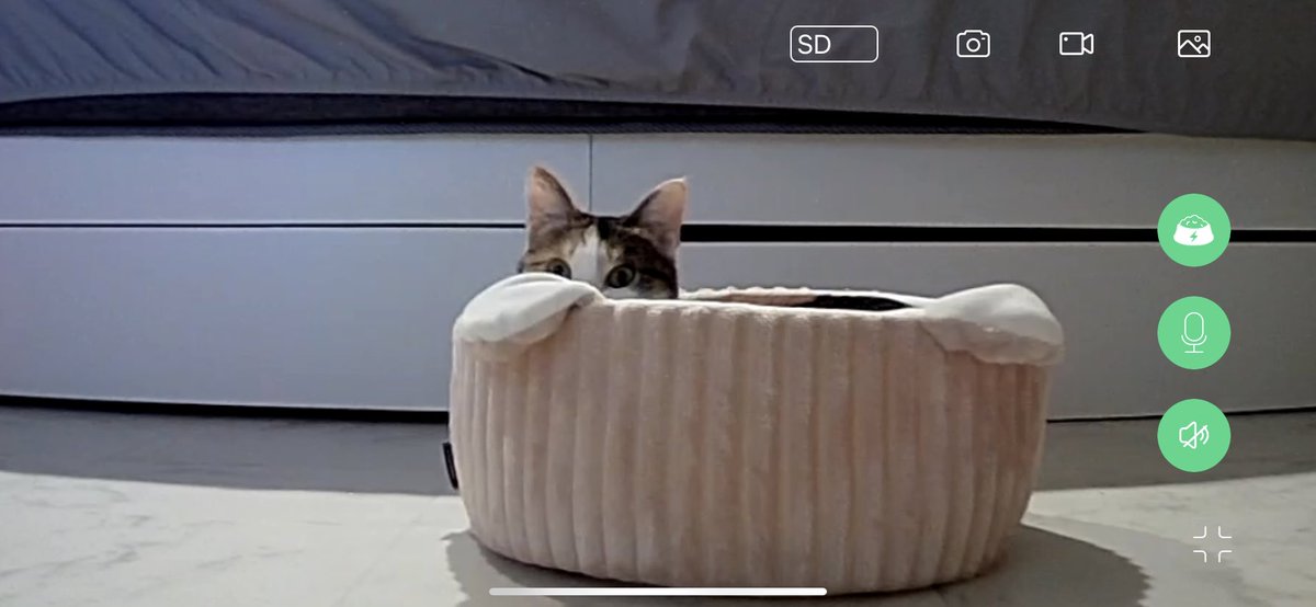non_chan613's tweet photo. こむがペットカメラの前でかわいく待ってるから急いで帰らなきゃ🐱そして明日はスコッティのお迎え🐱❤️ https://t.co/EDAiBKYXki
