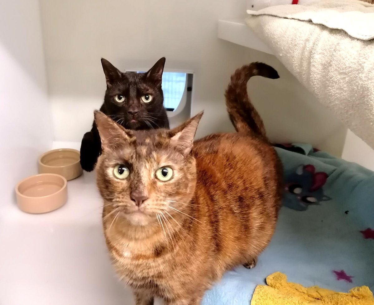 BluebellRidge's tweet photo. Do you have space in your heart and home for a new best friend? 😻🐾❤️
We have lots of adorable cats waiting to find their forever homes and adopting is easier than you think.
Find out more at https://t.co/4yZ1rVahXz https://t.co/kAn7Nj9DaB