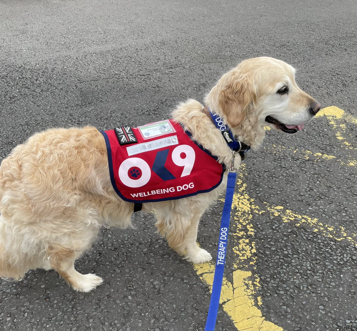 WD_Whispa's tweet photo. Whispa was eager to say hello to the firefighters at Harrogate today during Well-being Week. @OscarKiloNine @NYFRS_Wellbeing @CCNYP @PDHollyWbdog https://t.co/W2jbz7FGeT