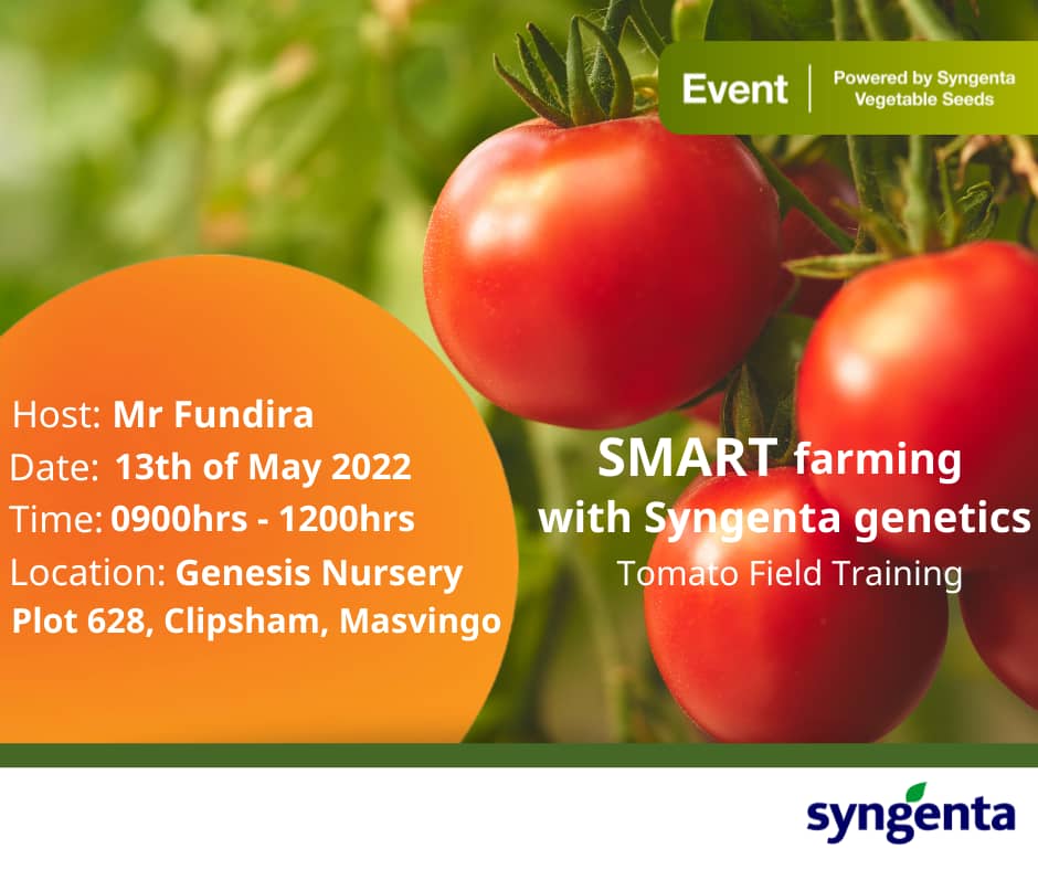 GenesisSeedling's tweet photo. @SyngentaZW @CelinaHatidani @SitholeTalents @Saliey1019 @MurangaSeba @basera_john @VPHaritatos @ZimYouthSDGs @ZimYouthZse RSVP - 0773 808 575. Tomatoe Field Training , Use of technology to monitor your fields and more... https://t.co/dfe8M9wwuw