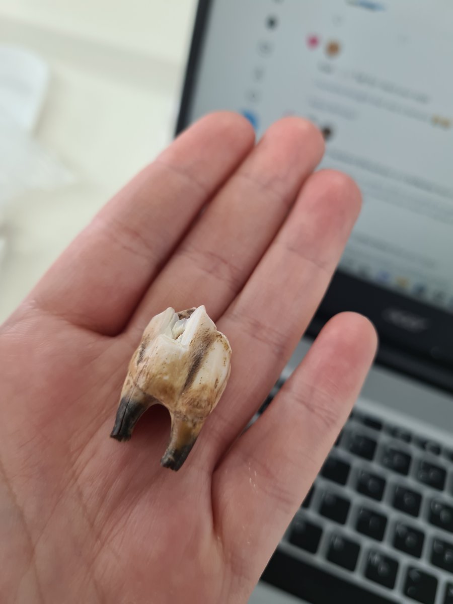 zooarchaeology twitter I am going mad, what cattle tooth is this?