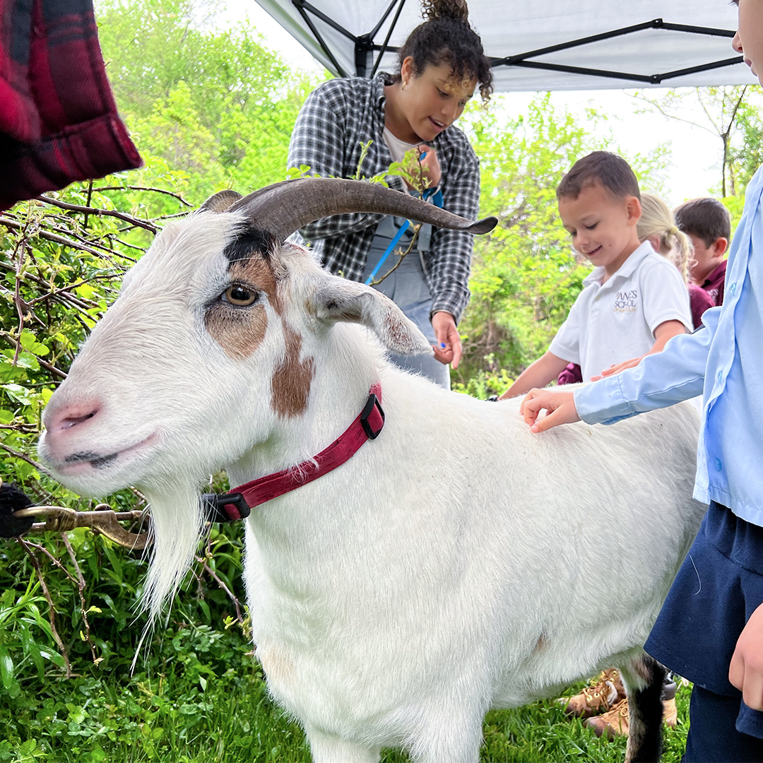 stannesschool's tweet photo. Goats Phil and Sheila and Rocco the 3-week old pig took a stroll down the Nature Path to help us get our invasive species under control! We learned about biodynamic farming and how to maintain our Nature Path without using harmful chemicals like herbicides and pesticides. 🌟 https://t.co/vKbiqBVXfW