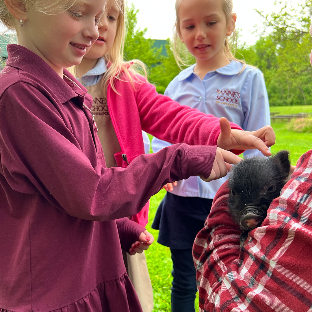 stannesschool's tweet photo. Goats Phil and Sheila and Rocco the 3-week old pig took a stroll down the Nature Path to help us get our invasive species under control! We learned about biodynamic farming and how to maintain our Nature Path without using harmful chemicals like herbicides and pesticides. 🌟 https://t.co/vKbiqBVXfW