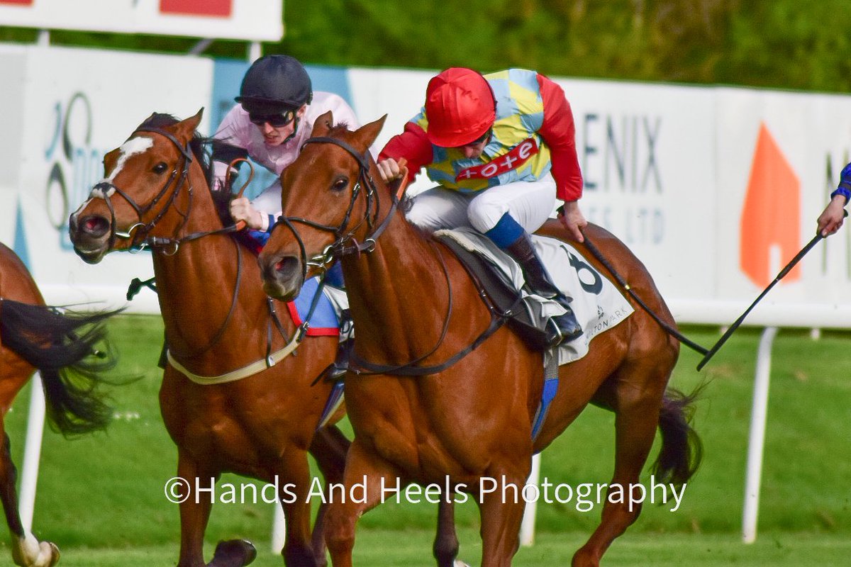 Handsandheels11's tweet photo. Haizoom winning yesterday at Hamilton for @DalgleishRacing and @samjock22 for the Sky Bet Sunday Series Stayers Handicap Stakes https://t.co/Qnhev0yULS