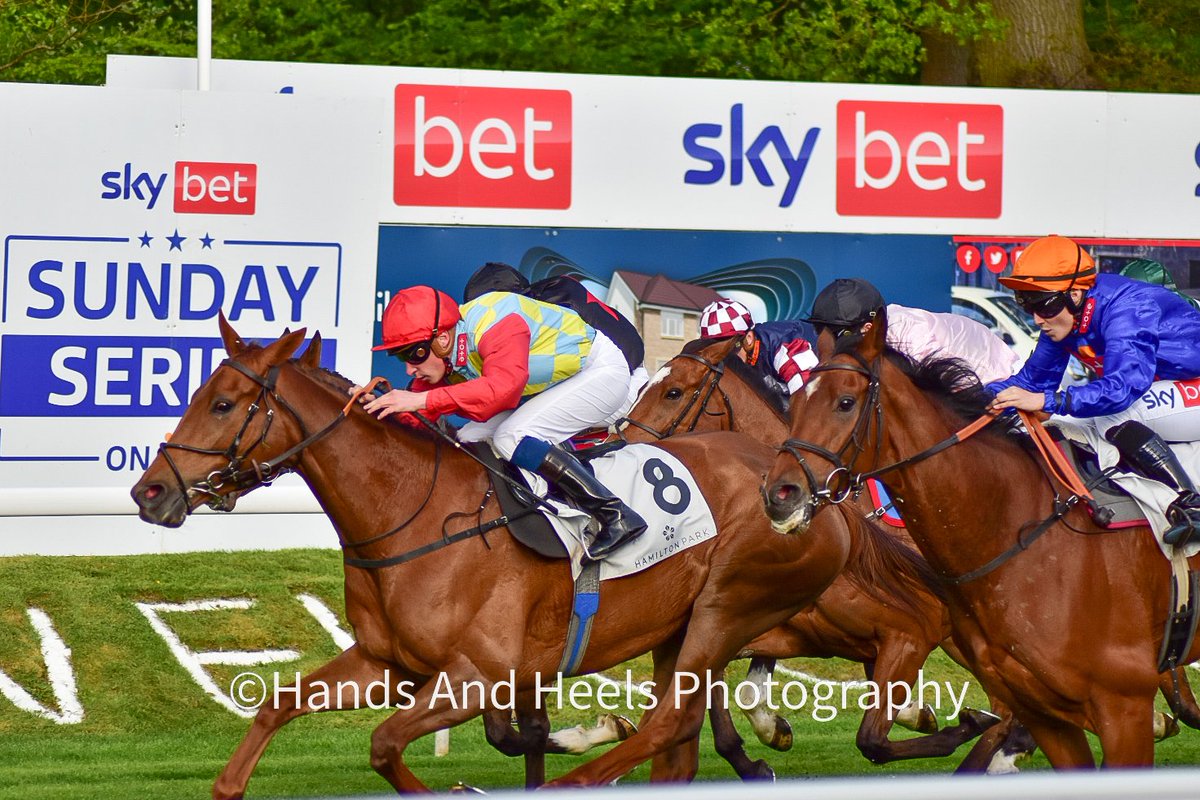 Handsandheels11's tweet photo. Haizoom winning yesterday at Hamilton for @DalgleishRacing and @samjock22 for the Sky Bet Sunday Series Stayers Handicap Stakes https://t.co/Qnhev0yULS