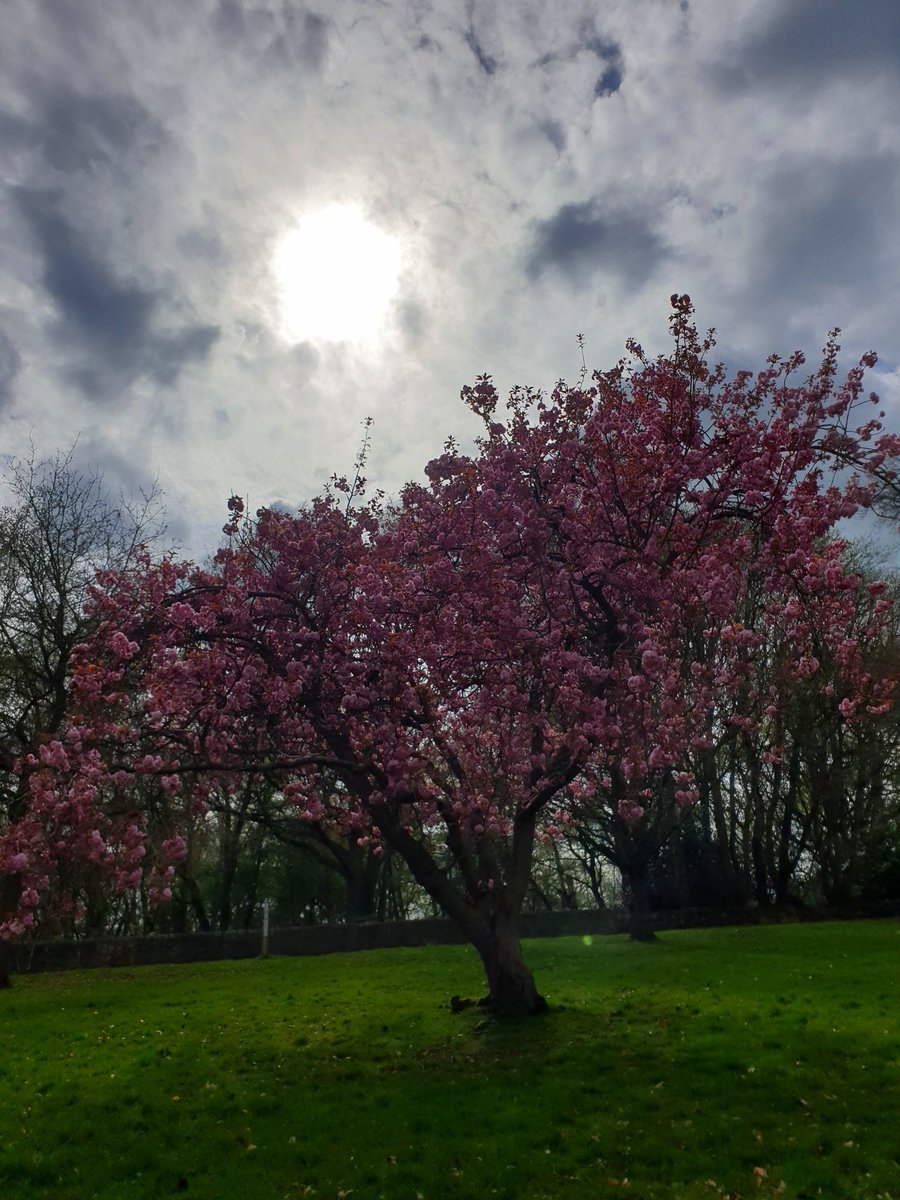 rmiddleton97's tweet photo. Forgot to post this photo when the blossom was out, but the tree looked beautiful if the moody lighting 🌸
#Blossom #Tree #sun #photooftheday #photography #moody https://t.co/lZyiHHuyaE