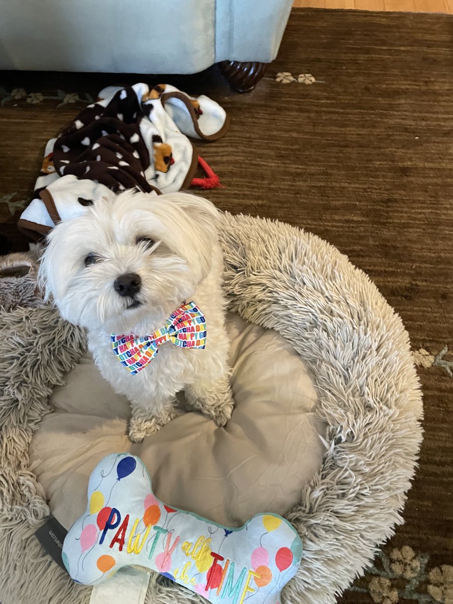 TobyBert1's tweet photo. It’s Mez 2nd birthday! Raaa #zshq https://t.co/iVq4iVSOPV