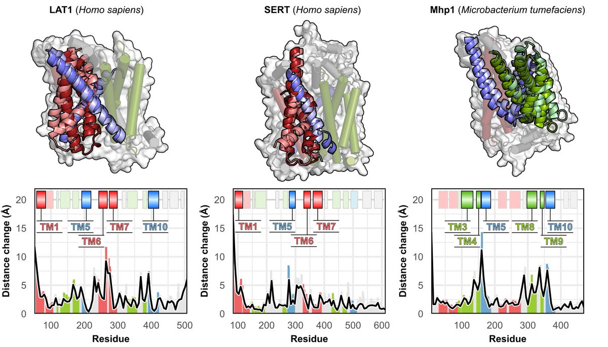 DdelAlamo's tweet photo. Similar structures, different dynamics: transporters with the LeuT fold all move substrates from one side of the membrane to the other, but *how* they move varies dramatically. Check out our preprint from @Mchaourablab and @MeilerLab  https://t.co/QC3pOoVlYT https://t.co/3mwtkxSXSt