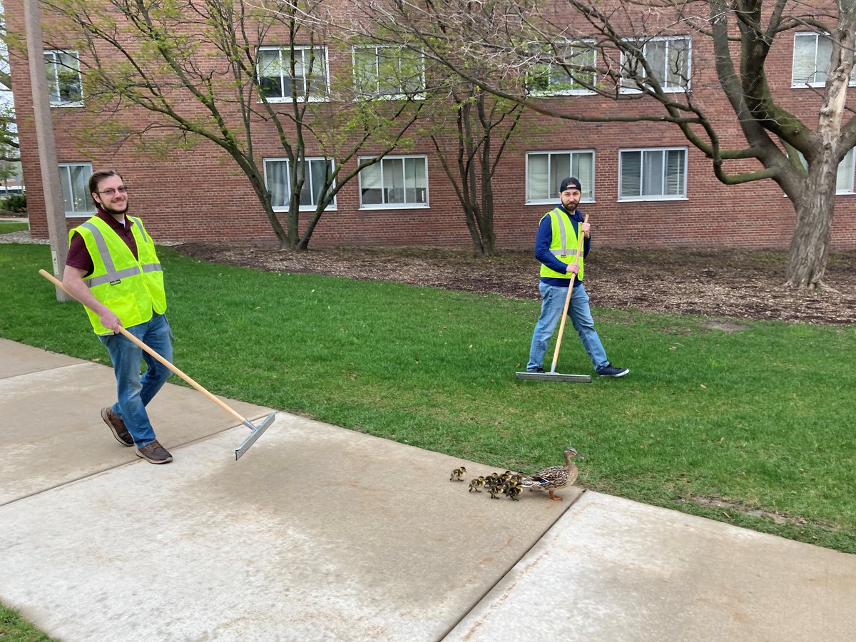 NSCL's tweet photo. On Monday, May 2, FRIB's mascot Proton the Duck walked her ducklings down to the river. They were assisted by Duck Wranglers Luc and Eric. All ten ducklings (Max, Lewis, Nico, Sebastian, Jenson, Kimi, Fernando, Michael, Mika, and Jacques) made it to the Red Cedar without a hitch! https://t.co/DsWy0aLGiA