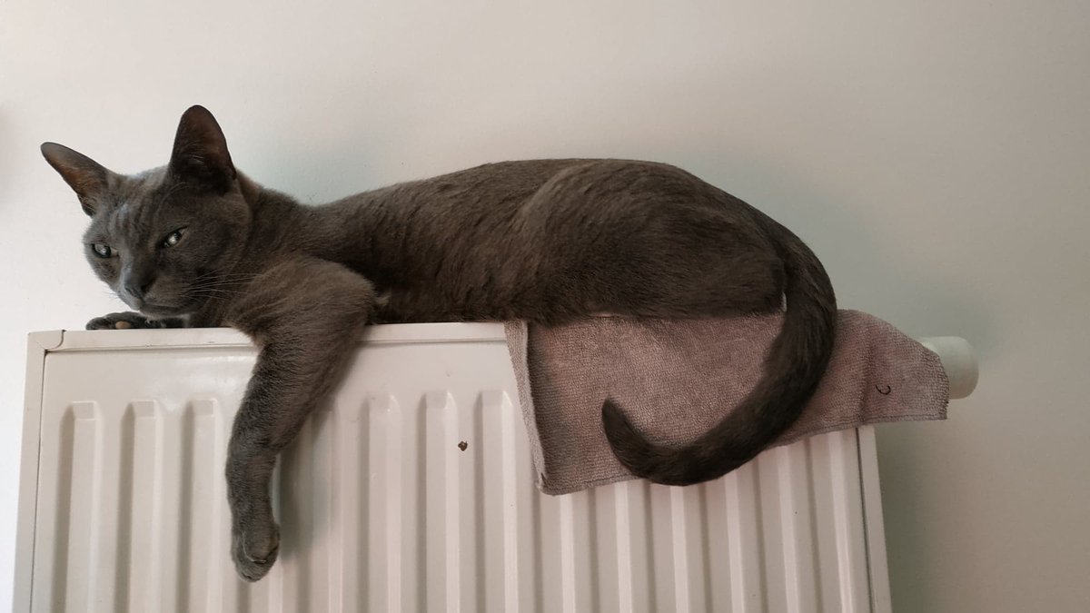 PeterVeg1's tweet photo. Les vacances sont terminées, 15 jours sans news de mon meilleur ami. Chuck, tu me manques, tu nous manques !
Sa puce est allemande (276xxxx) non répertorié à l'#icad
#Perduchatgris
#PETALERT75 #PETALERT77 #PETALERT91 #PETALERT92 #PETALERT93 #PETALERT94 https://t.co/H8ujbvT8bJ