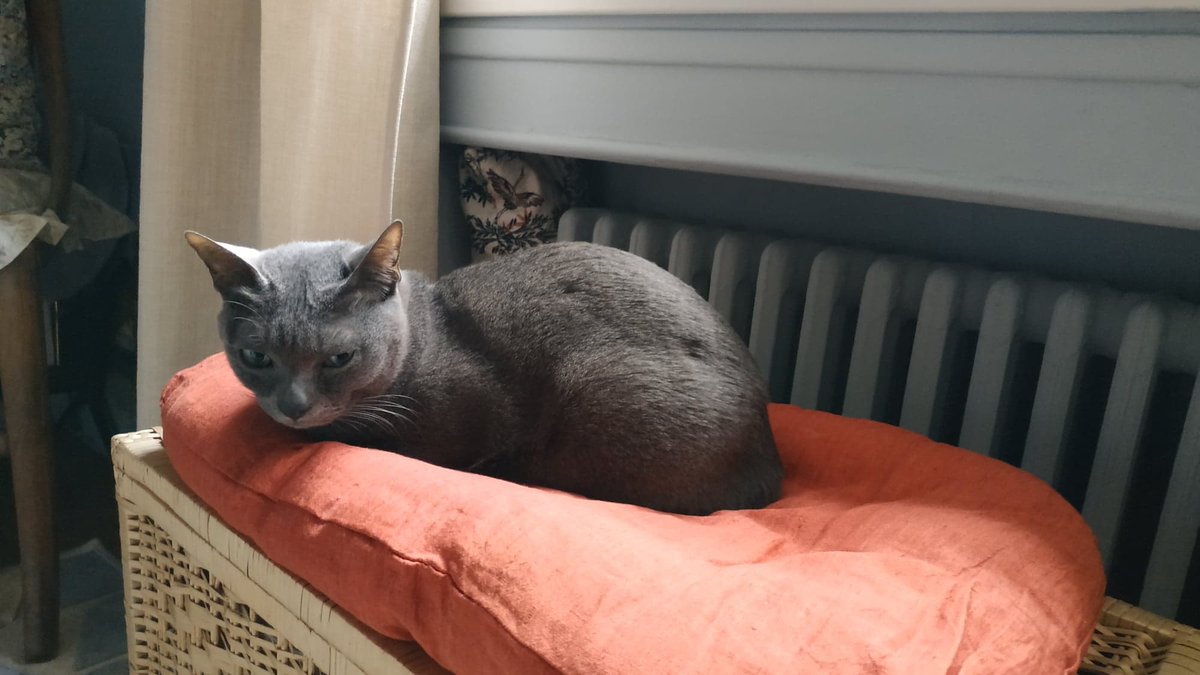 PeterVeg1's tweet photo. Les vacances sont terminées, 15 jours sans news de mon meilleur ami. Chuck, tu me manques, tu nous manques !
Sa puce est allemande (276xxxx) non répertorié à l'#icad
#Perduchatgris
#PETALERT75 #PETALERT77 #PETALERT91 #PETALERT92 #PETALERT93 #PETALERT94 https://t.co/H8ujbvT8bJ