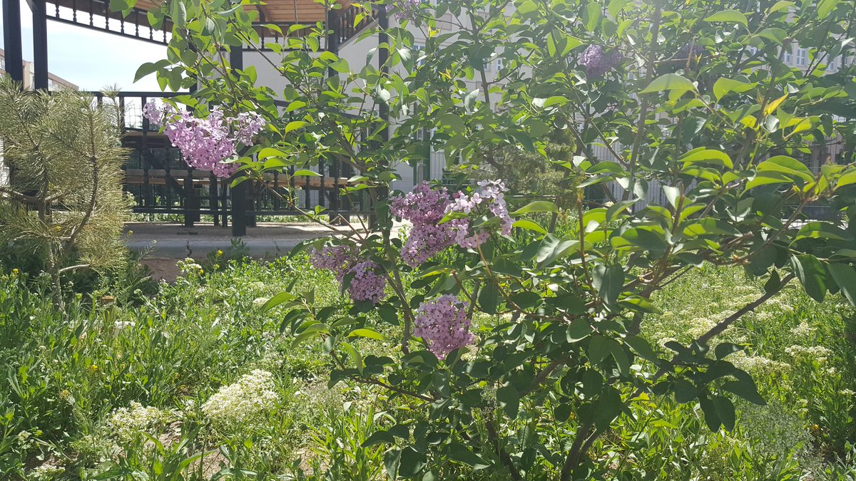 Leylaklar açmış gördün mü?
#pazartesi 
#9Mayıs2022