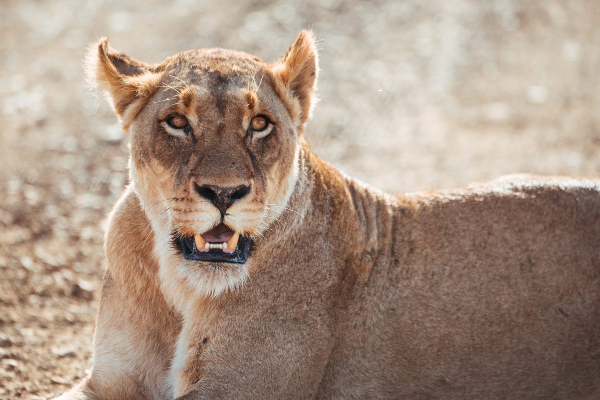 Blood_Lions's tweet photo. When the main objective is to breed lions for their bones, their welfare is often not a priority.
 
Africa’s iconic lion should not to be bred for commercial purposes.

#SupportTheEnd https://t.co/uvcXrH2MOT