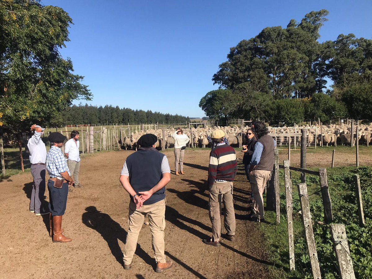 SUL_uy's tweet photo. #FPTA360 - Sostenibilidad del ovino en sistemas ganaderos mixtos en articulación con @INIA_UY
👉Establecimiento “María del Carmen” - Familia Lapetina Domingorena - Costas del Porongo/Flores - Técnico facilitador: José Rivero 🐏 📋 ✅ https://t.co/36Mw26nCDf