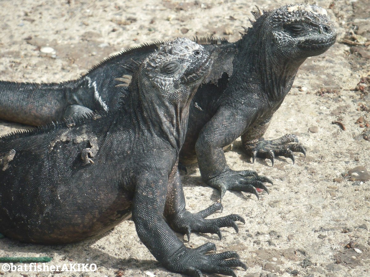 バットフィッシャーアキコ 著書 バットフィッシュ 世界一のなぞカワくん ガラパゴスの秘魚 コバネウ 誰かに相談したいけど 振り向けばそこにはウミイグアナしかいない Ecuador エクアドル Galapagos ガラパゴス諸島 Flightlesscormorant