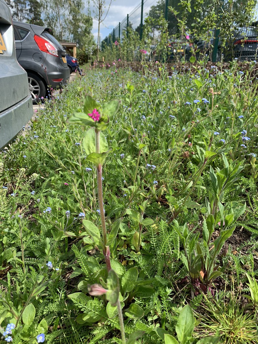 The wild flowers at our sustainable office in Hampshire are starting to bloom #NoMowMay