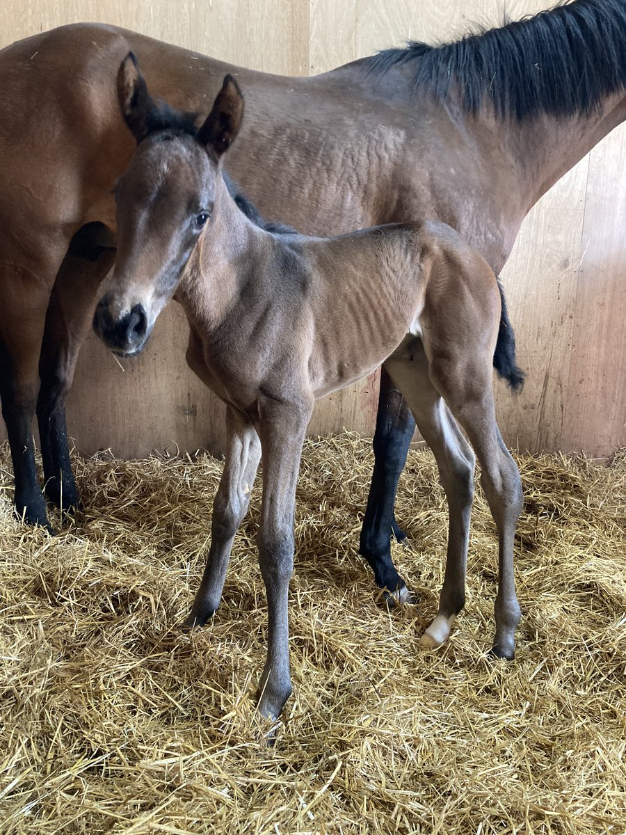 BeswickBrothers's tweet photo. Foal number 12, another big Frammassone filly out of Elusive Flame. Foaled this morning at 3.30am, straight up on her feet 👏🏻 #Frammassone #GBBfilly #fillyfoal @rpbloodstock @GB_Bonus https://t.co/SNFZLnAlnI