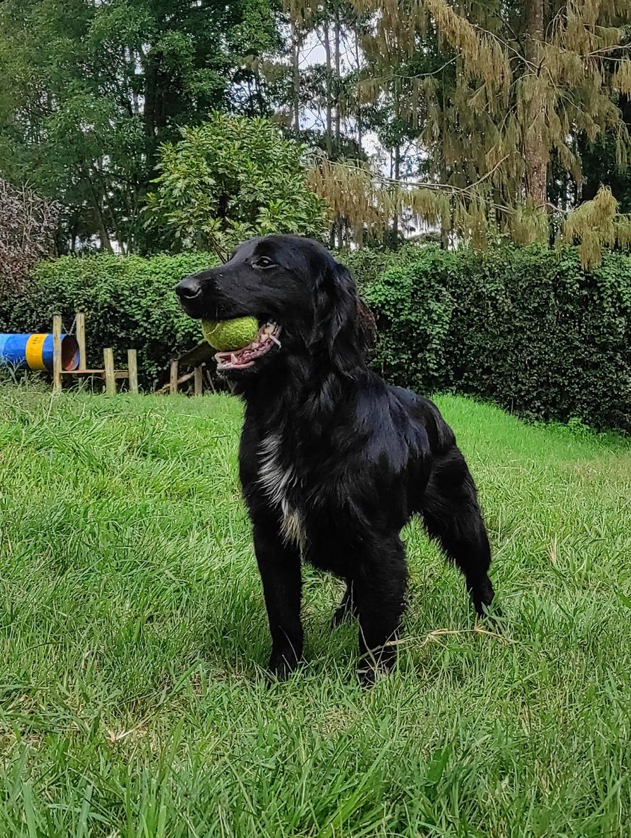 prkpets's tweet photo. Ever heard of a perfect family pet? One that is affectionate, gentle natured, highly intelligent, loves children &amp; looks forward to family activities. If that is your type then here he is at 5 months old now.

#Prkpets #petsinkenya #SteveGuru https://t.co/dIyYRV5dnK
