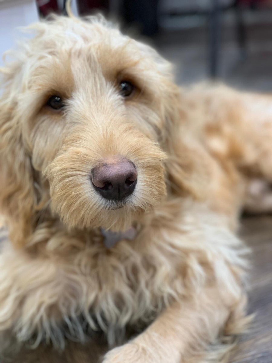 Happy Monday! Have a fantastic week. 🐶