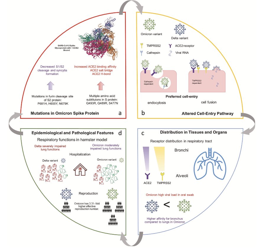 boticariors's tweet photo. Omicron

Más transmisión y menos patogenicidad
Revisión en @Nature

https://t.co/sfcNkXyZgU https://t.co/DisCcCHjmB