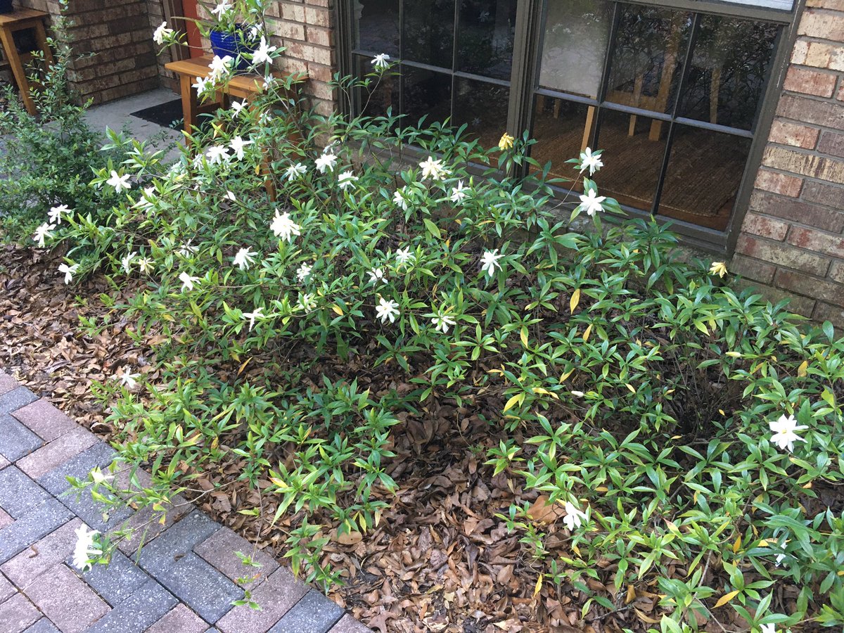 superHH's tweet photo. Bye bye jasmine and hello gardenias. #floridaspring https://t.co/3Zpm48xmWO