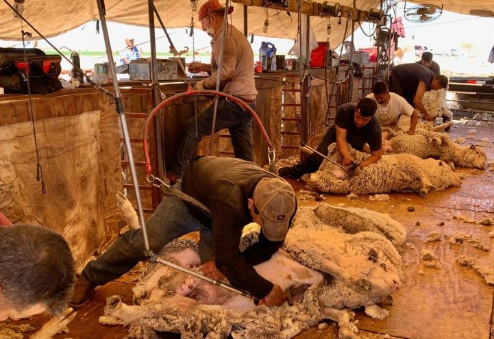 Cottonaggie's tweet photo. RT @azfb: #StillRanching and still #shearingsheep: #FarmBureau (Elizabeth Rico, Outreach Manager) made it out to the last day of #sheepshearing in Pinal County. Around 10,000 head were sheared in the Auza's place. https://t.co/AHZqOmTR5P