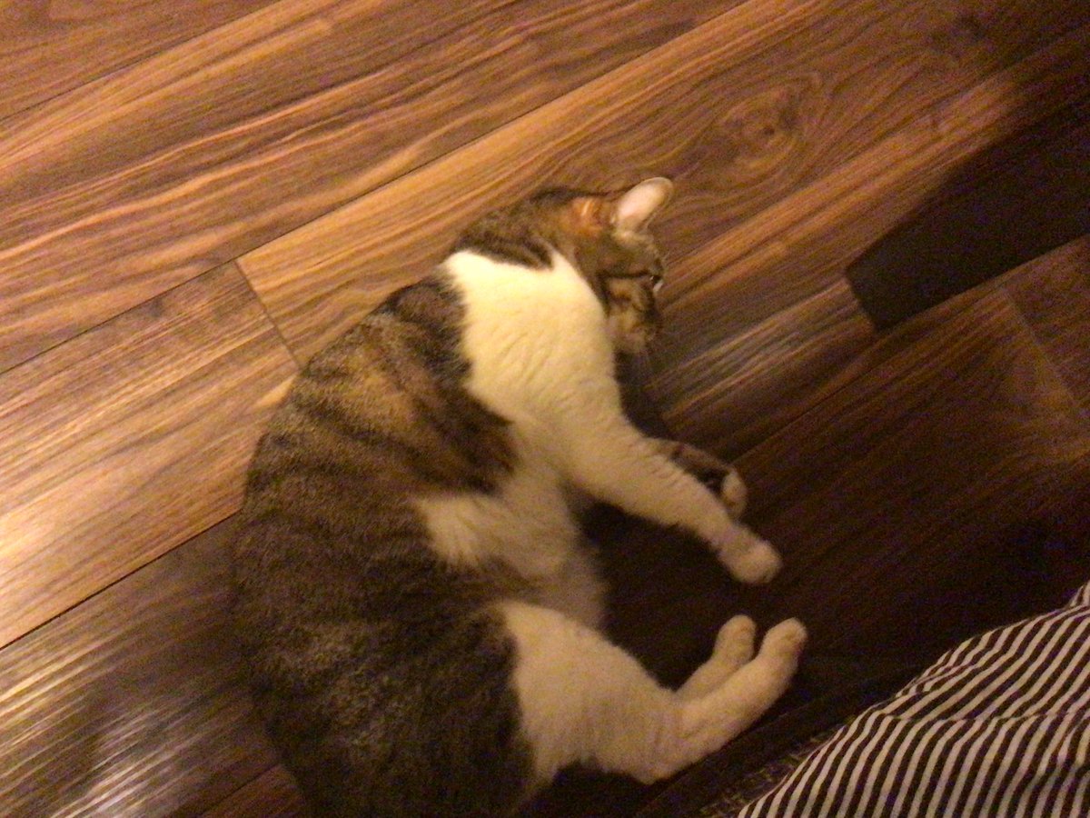 bakemikage's tweet image. ハナ坊の帰宅後
かまってルーティンw
#ゴロゴロが止まらない
#ブサカワ猫