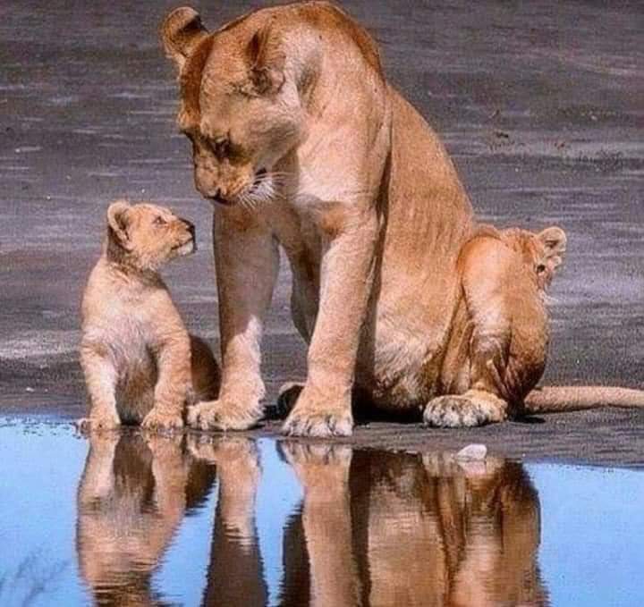 ebendavid5's tweet photo. כל מילה. https://t.co/VZNGFyqkJe