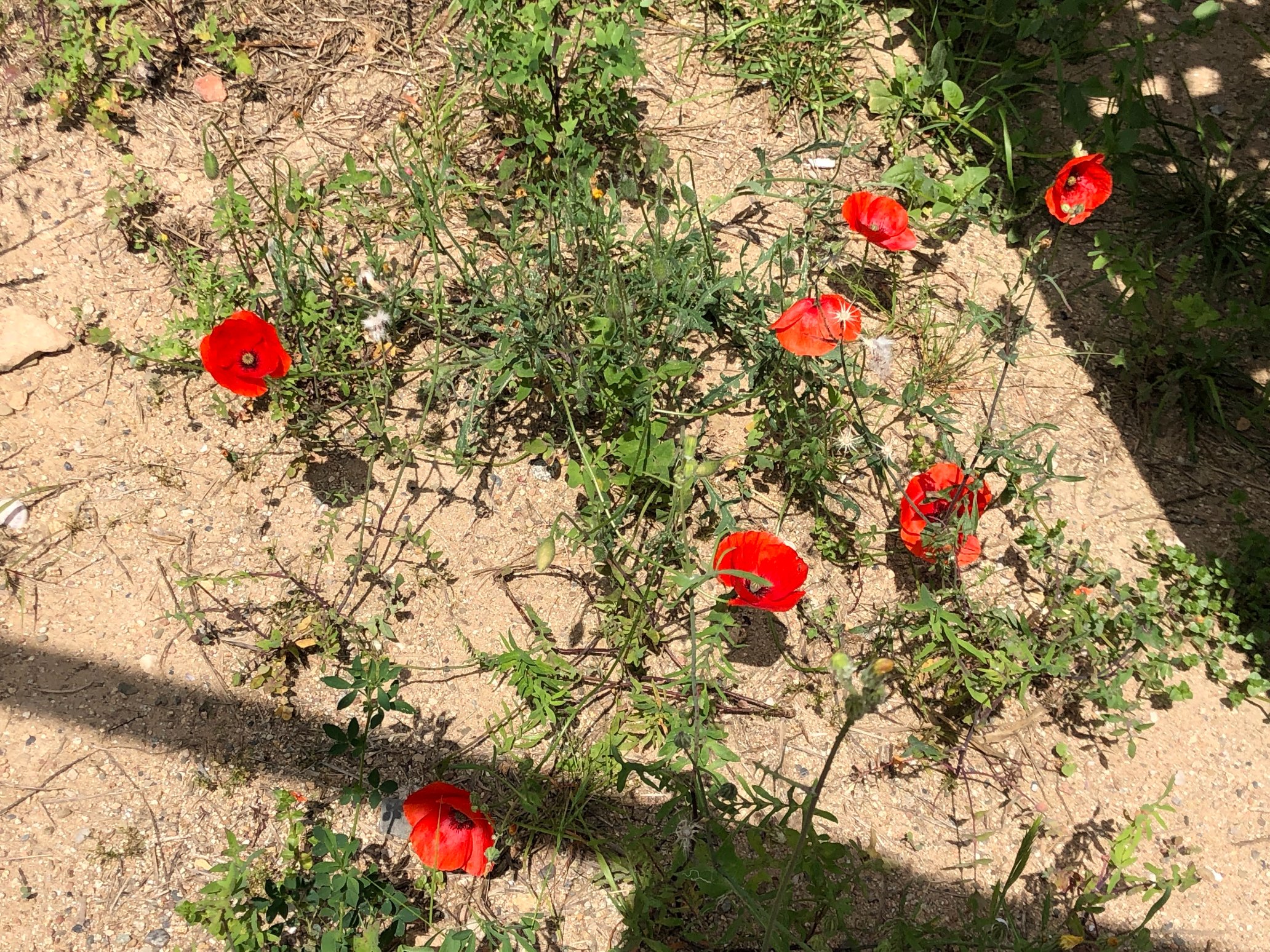 バルセロナ直行便 Kurikazu 車にポピー ポピー Poppy ひなげし ヒナゲシ アマポーラ Amapola Rosella コクリコ Coquelicot バルセロナ バルセロナ直行便 T Co Imvv3hhwgy Twitter