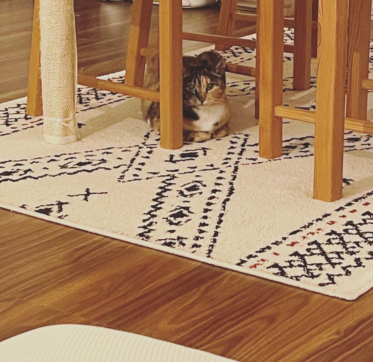 AiOzaki3's tweet photo. じーーーーーー
(￣･ω･￣)
 #熱い視線 #猫 #ねこ #監視 #保護猫 #ねこのいる暮らし #にゃんだふる #cat  #CatsOfTwitter  #catlovers https://t.co/MTMIbZUC5k