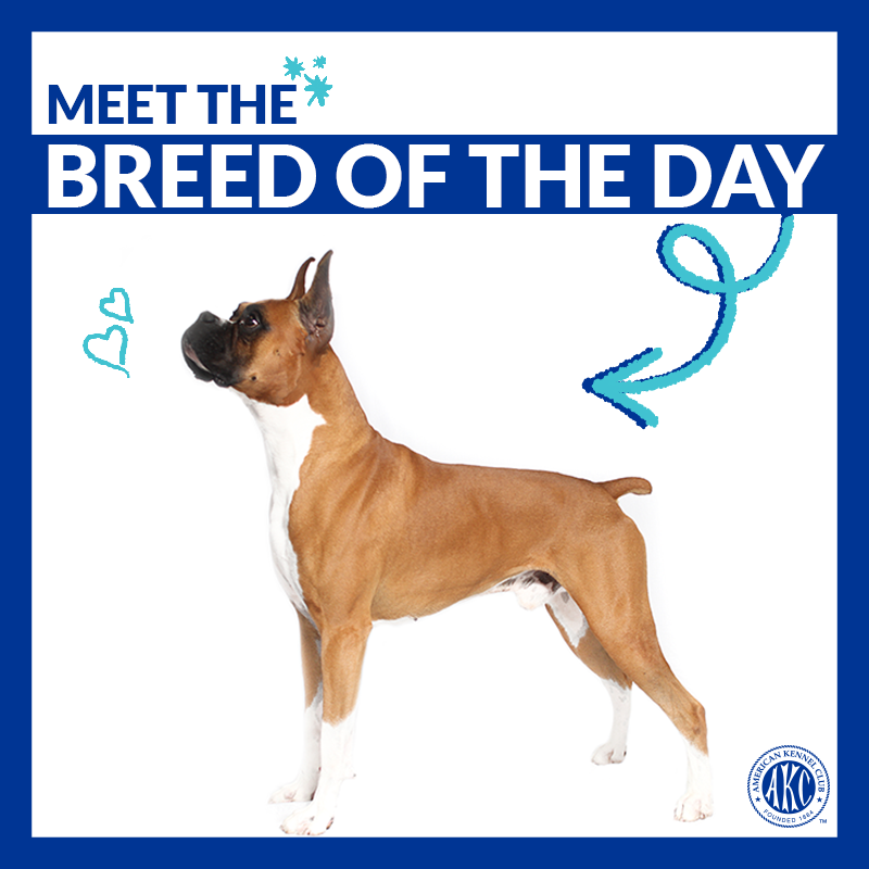 akcdoglovers's tweet photo. Bright, fun-loving, and active. Meet the Boxer → https://t.co/L4aEqkhXl9 #ThisIsAKC https://t.co/G7AalYZG9D