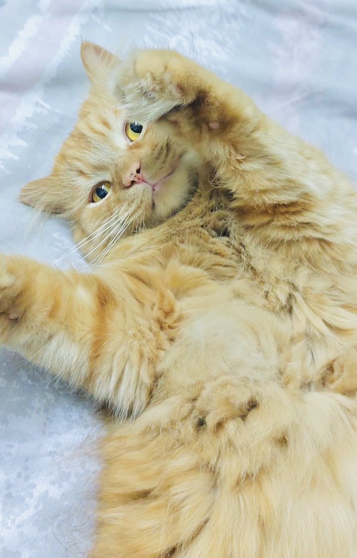 ruhmaxkhan's tweet photo. My baby, Mr Mac

#CatsOfTwitter #meow #cats #catlovers #tbt #photography #love #pets #MrMac #RK https://t.co/AsYLkXCMfX