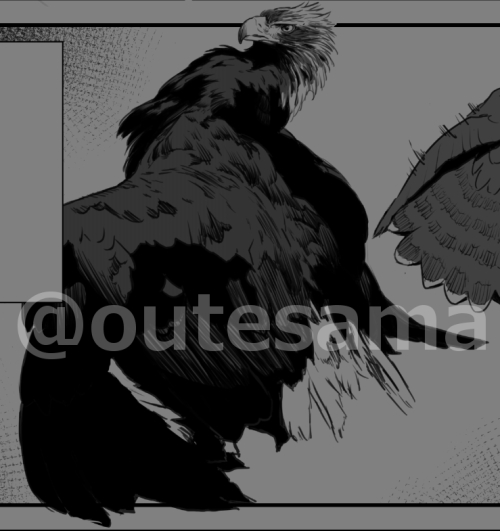 反応の面で、オオタカやハヤブサとはイヌワシは違う行動をすることに気付き、それも漫画にしてと言われ描いたのですが。
イヌワシの巣を見ていて、この反応の差の理由がちょっと見えた気がしました。
勿論あくまでわたしの中での「もしかして」でしかありませんが、また先生にお話してみようかな…