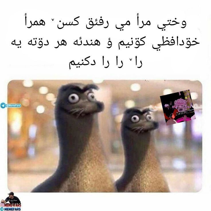 GilakiMemes's tweet photo. #گیلکي_میمؤن #گيلکي #رفئق 🚶🏻‍♂️🚶🏻‍♂️ https://t.co/m7y1y68xf8