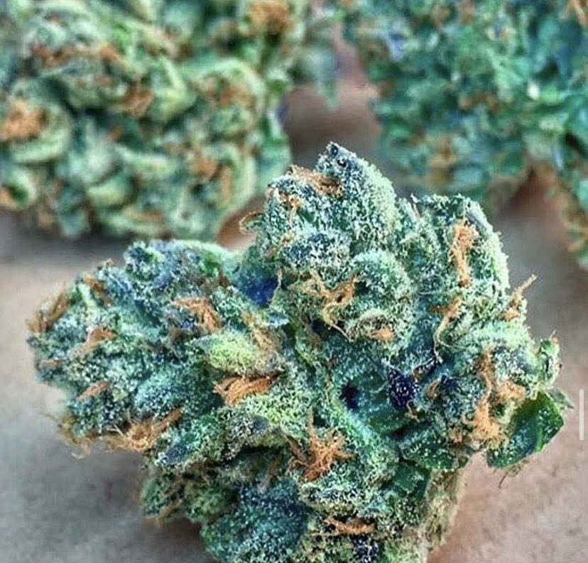 stoneybrew420's tweet photo. Give it a name 🌱 https://t.co/c31roXakpu