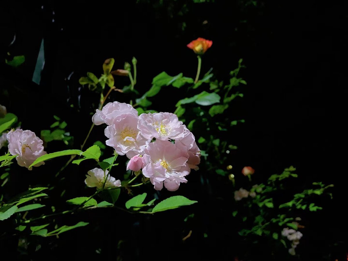 AdelphiaXY30's tweet photo. 深夜 外经贸的花。墙里开花墙外香 @VisitBeijingcn @BeijingDiscover 🌸
Good night flowers. So sweet💙💜
#goodnight #Flowers #university #sweettoothtwt #loveydovey157 https://t.co/n4HX8sI0Go