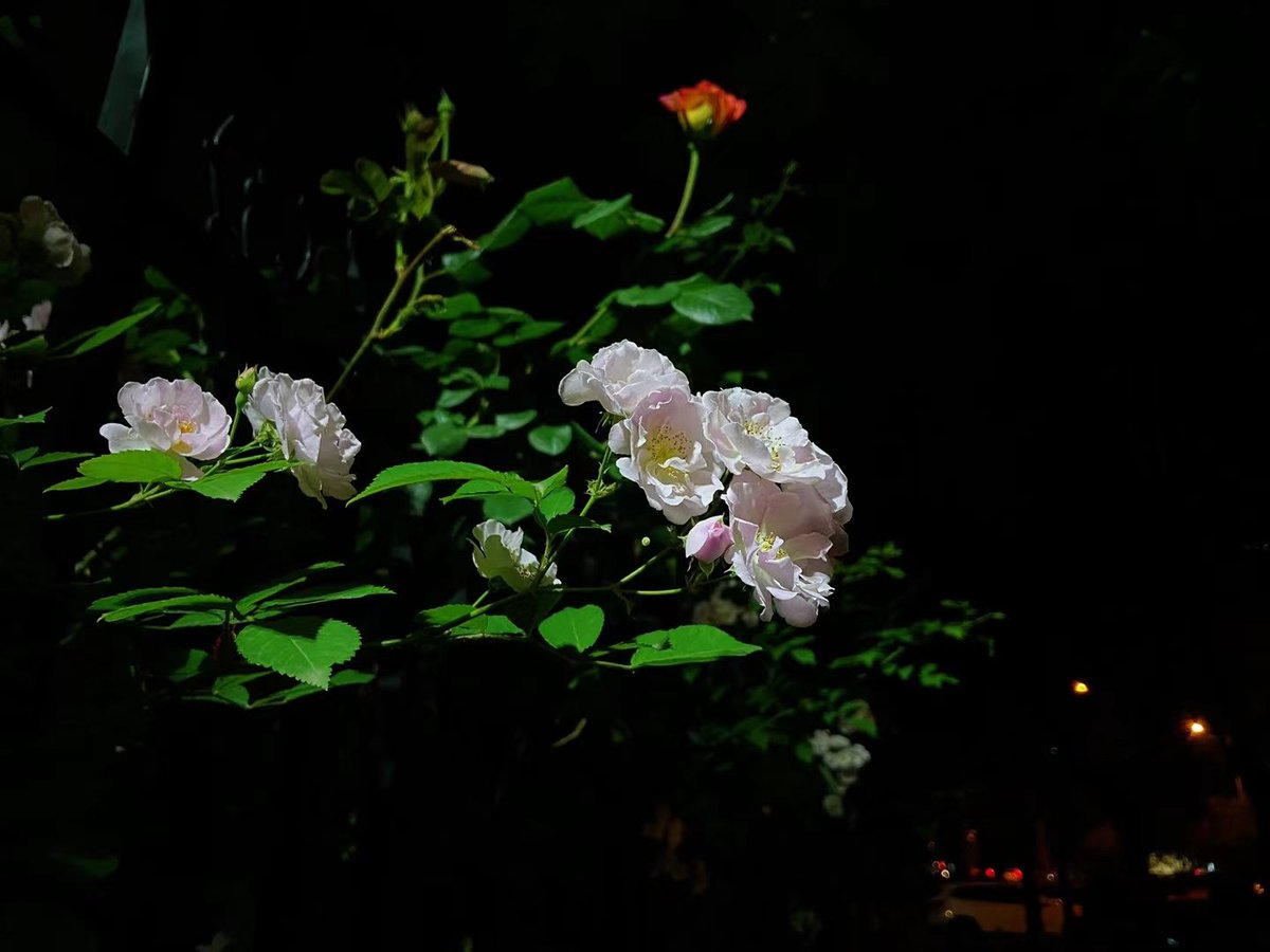 AdelphiaXY30's tweet photo. 深夜 外经贸的花。墙里开花墙外香 @VisitBeijingcn @BeijingDiscover 🌸
Good night flowers. So sweet💙💜
#goodnight #Flowers #university #sweettoothtwt #loveydovey157 https://t.co/n4HX8sI0Go