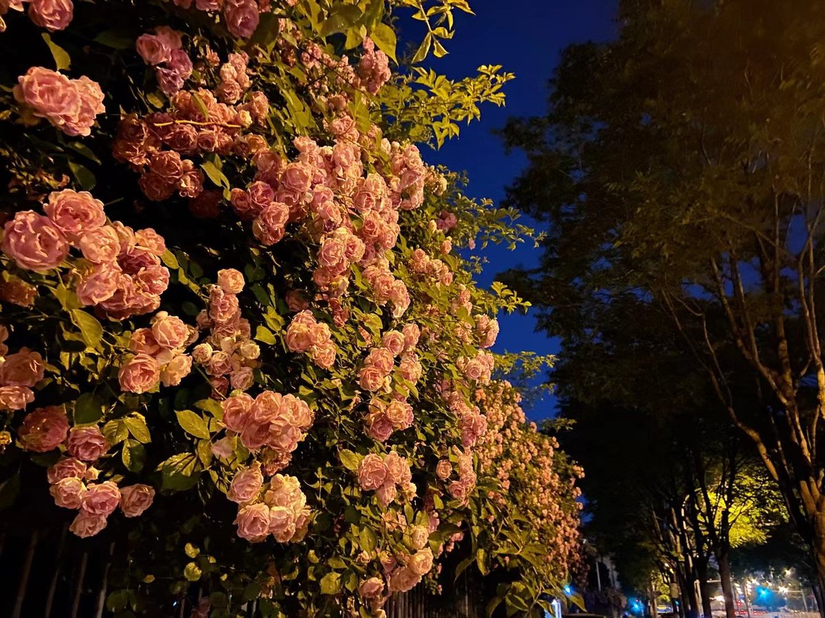 AdelphiaXY30's tweet photo. 深夜 外经贸的花。墙里开花墙外香 @VisitBeijingcn @BeijingDiscover 🌸
Good night flowers. So sweet💙💜
#goodnight #Flowers #university #sweettoothtwt #loveydovey157 https://t.co/n4HX8sI0Go