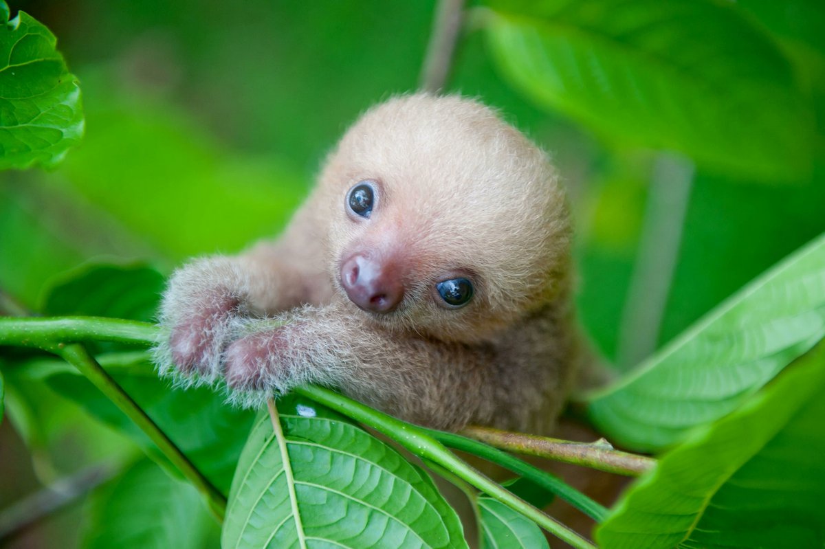 babyslothnft's tweet photo. Good #Monday Morning everyone! We hope you all had an amazing Mothers Day weekend and are so happy to see you here with us. If you have a minute come check us out https://t.co/9BTKiNf3qW https://t.co/xeNOBsi4Ce