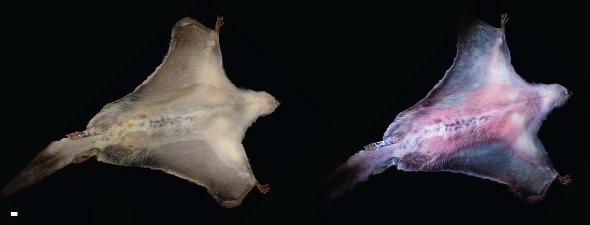 Have you ever taken a walk in a forest with a UV flashlight? Well, some people did, and realised something was mysteriously glowing in the dark…new publication thread 👇