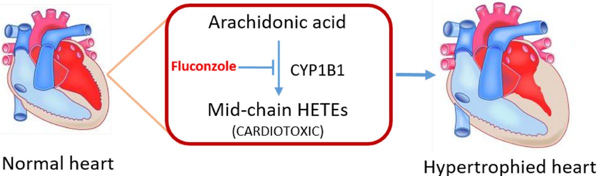 JCVPOnline's tweet photo. Repurposing fluconazole as mid-chain HETE formation inhibitor to protect against cardiac hypertrophy

https://t.co/p5ywamBL8O 

#CYP1B1 #heartfailure #cardiovascular #cardiotoxic #microsomes #medicine #therapy https://t.co/JRAYf3j2c1