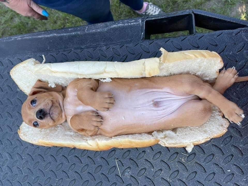 Mi crush: Amo los hot dogs.

Yo: