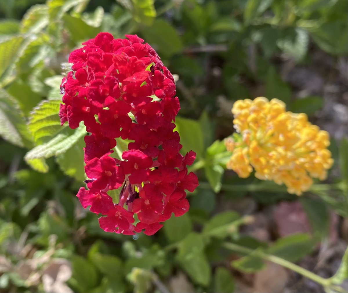 kathy_husser's tweet photo. Happy #MondayMorning from #Arizona lantana. #desert #gardening #gardeningtwitter ❤️ https://t.co/fPNJfp0aEH