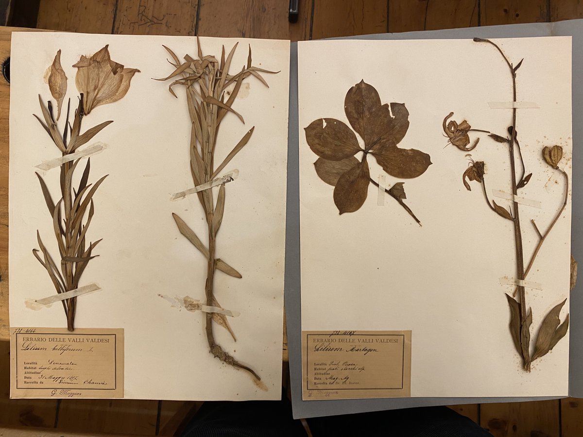 fEnricoEandi's tweet photo. #AccaddeOggi 🕰
🌿Il #12maggio 1826 nasceva Edoardo Rostan, medico appassionato di #botanica della Val Germanasca, i cui campioni sono conservati negli #erbari di tutto il mondo.
Ricordiamo il medico piemontese che amava le piante su #RivistaSavej👉https://t.co/ZbNbRChXv8 https://t.co/yhLsD6W1QP