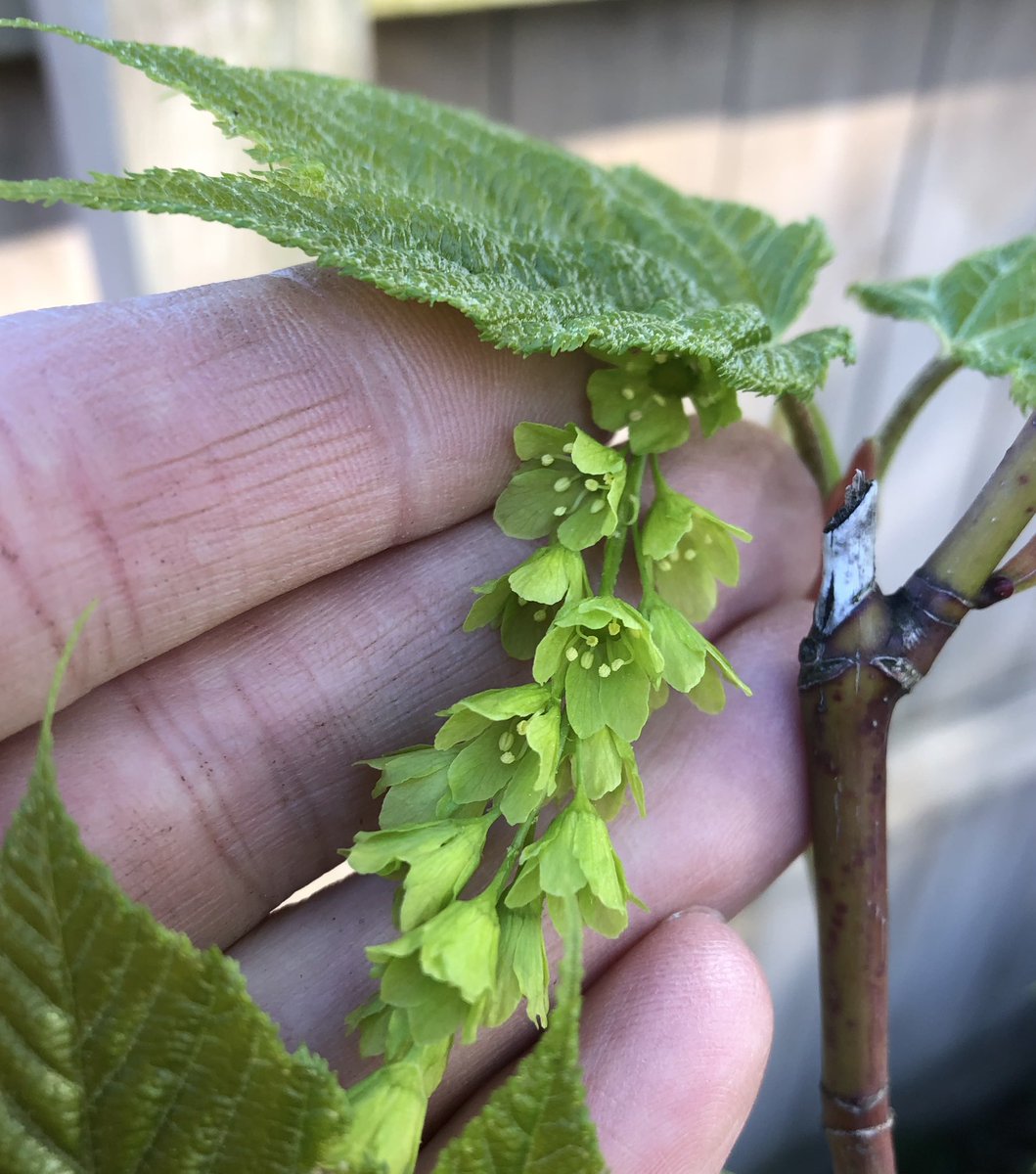 MartineBotany's tweet photo. Striped maple, Acer pensylvanicum, blooming (male flowers) today in central PA. #phenology https://t.co/yuhXPEmgyc