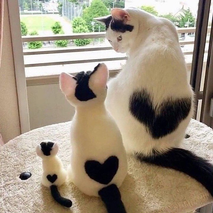 heartsforneroo's tweet photo. @KumariMani4 @Niromychamp Don’t feel bad🥺 here, look at this cute cat family ♥️ https://t.co/FVzuMYWKEQ
